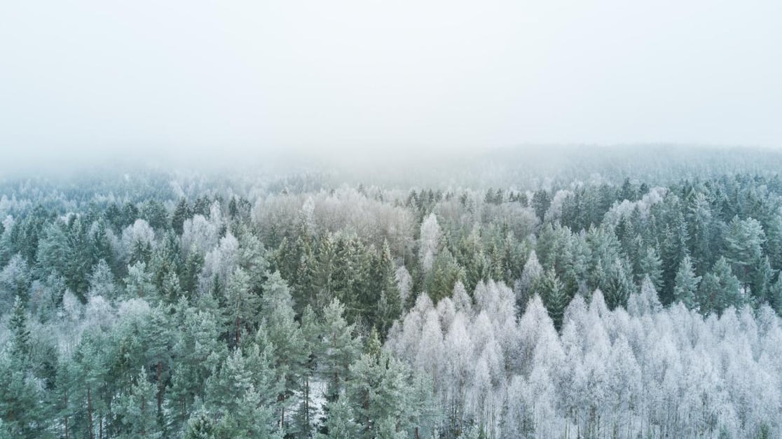 snowy forest seen from above