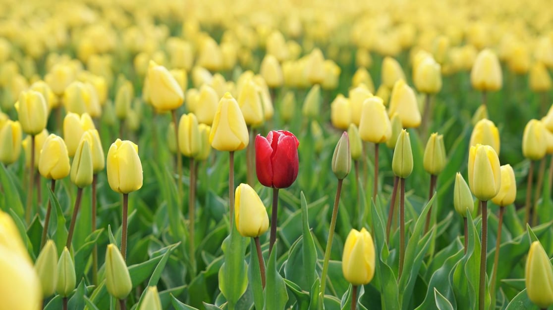 one red tulip in a field of yellow tulips