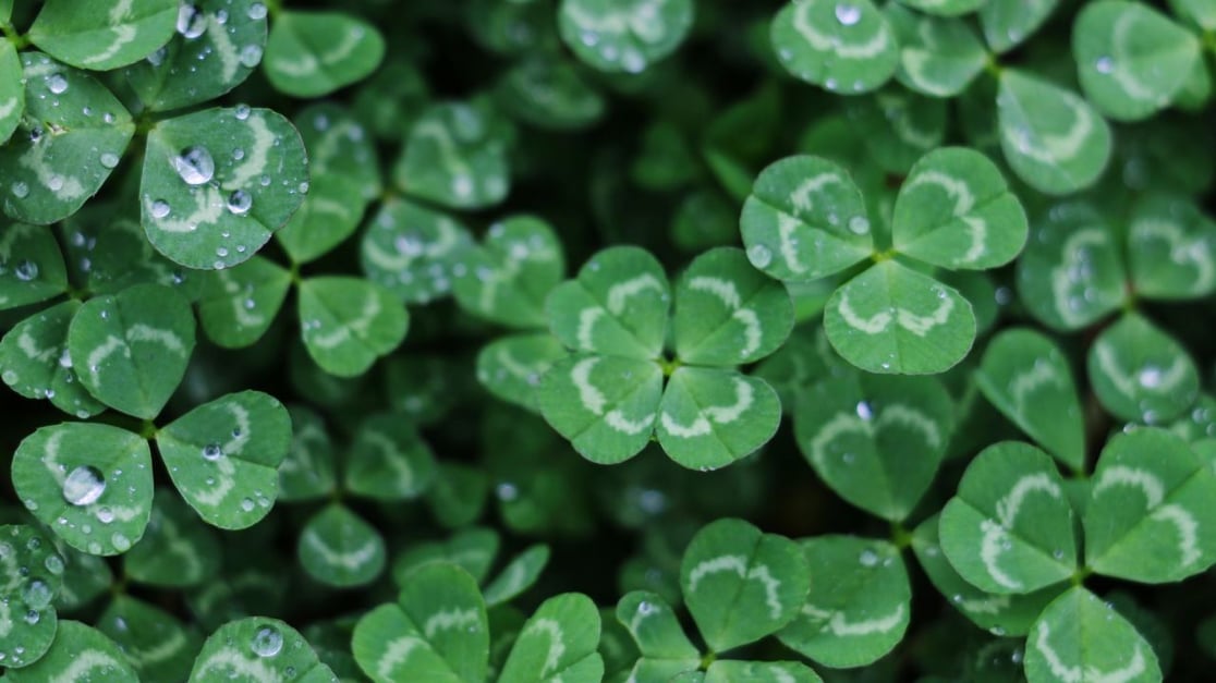 four leaf clover