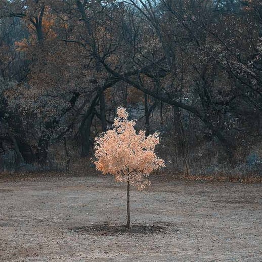 orange tree