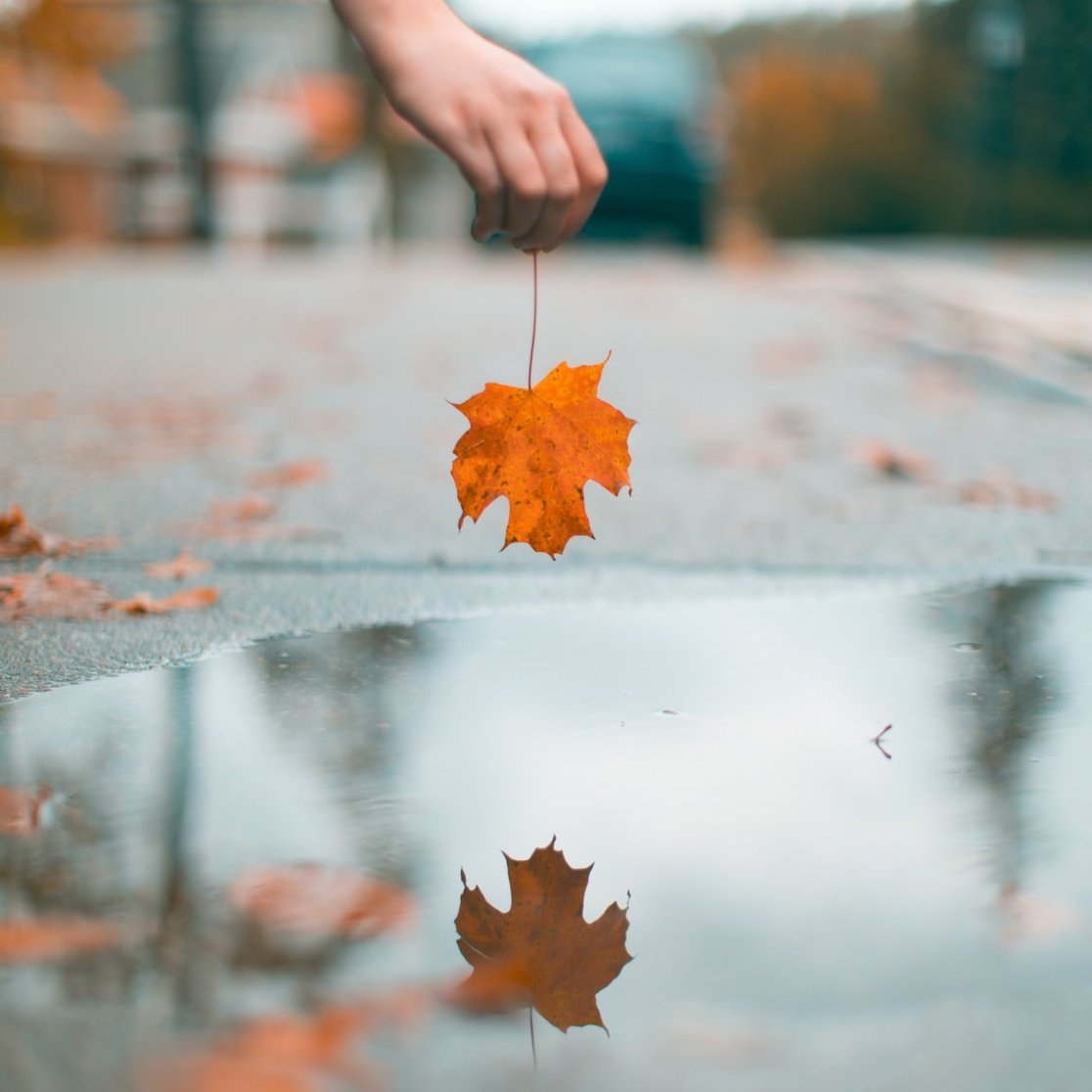 orange leaf reflected in a puddle
