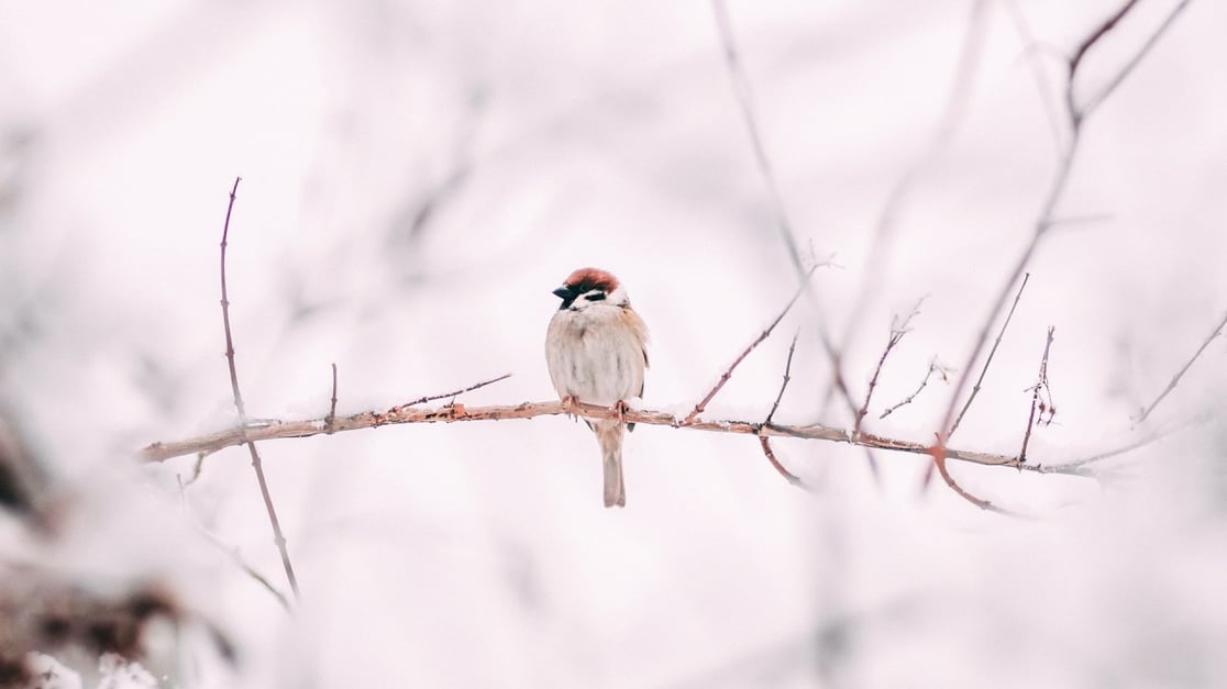 referrals-january-newsletter