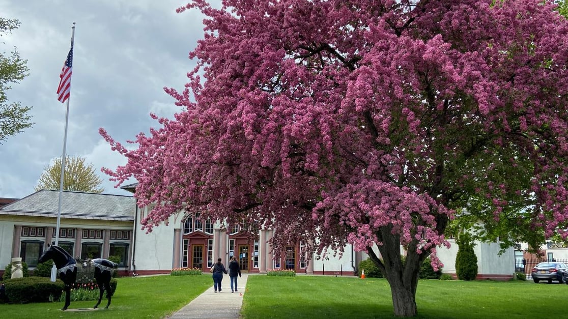 flowering tree in Saratoga Springs